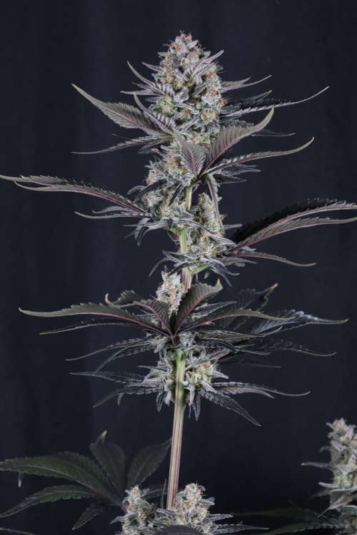 Mendo Guava Auto