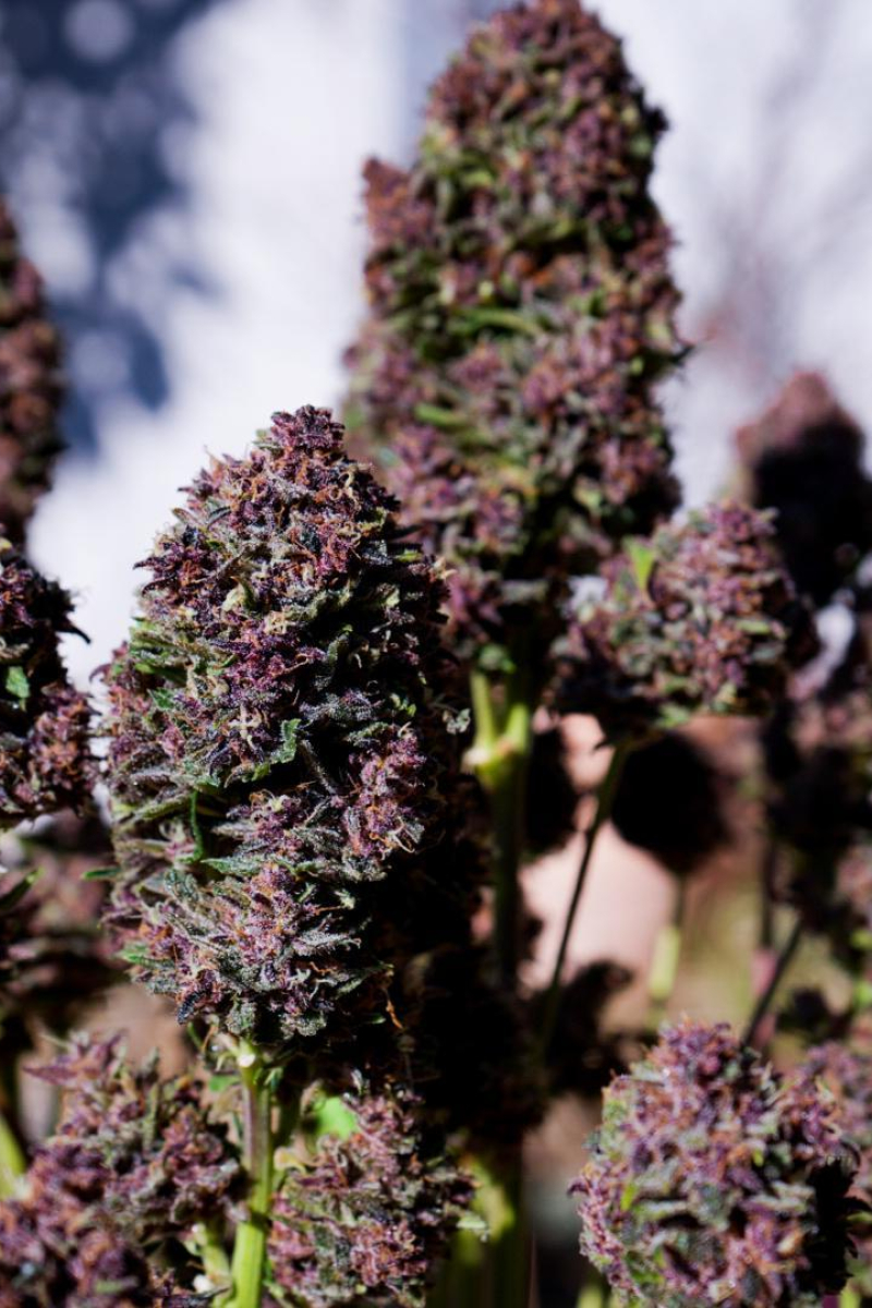 Photo of Purple Haze Auto