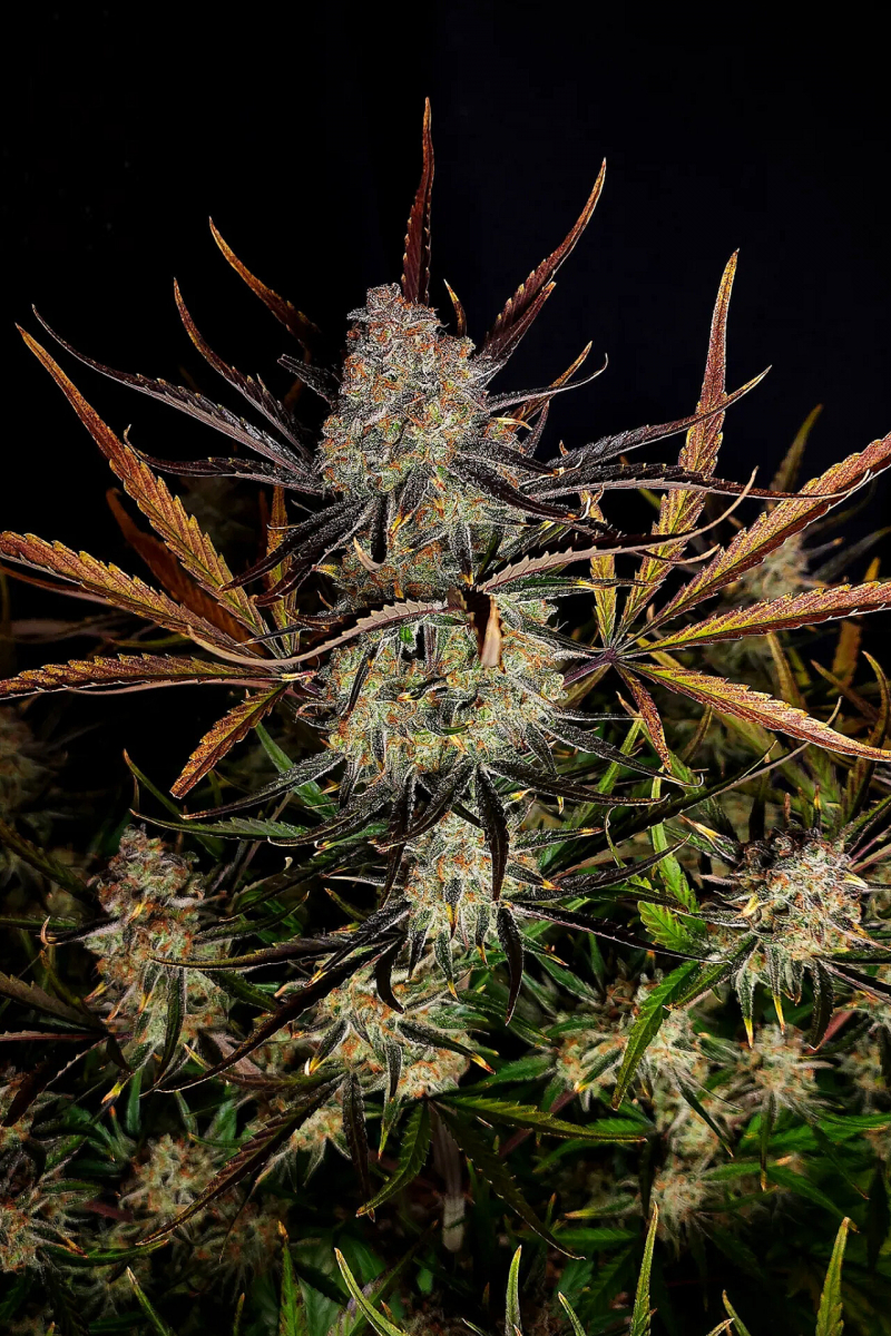 Photo of Apple Strudel Auto