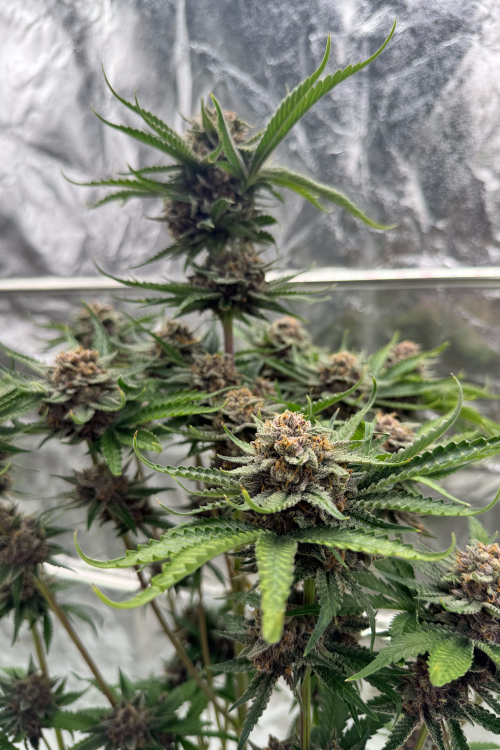 Cherry Cola Auto RF3