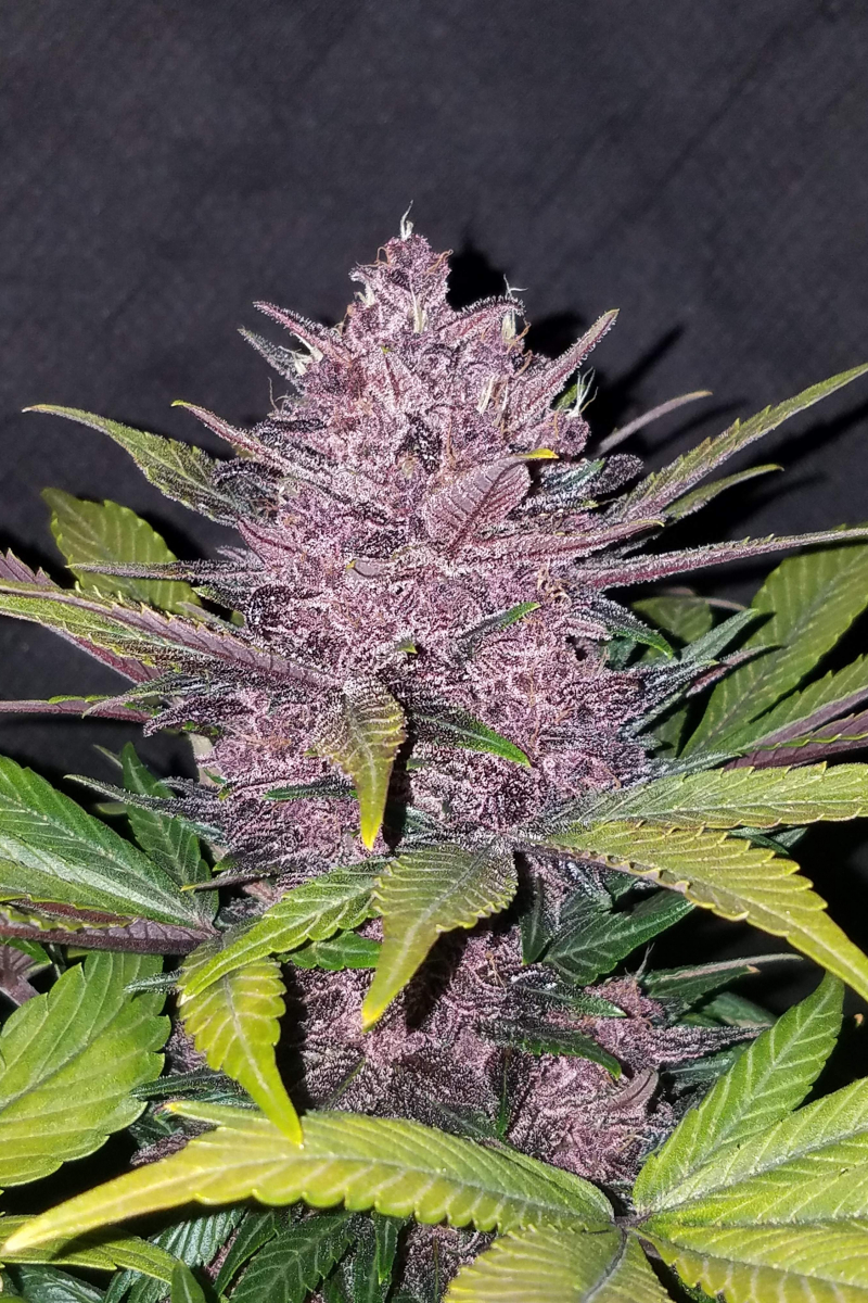 Photo of Blackberry Auto