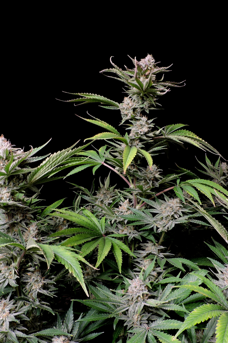 Photo of Cherry Cola Auto