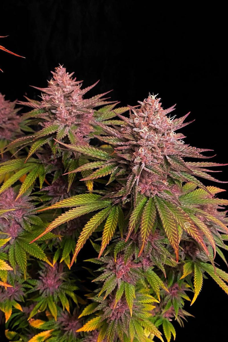 Photo of Purple Lemonade FF