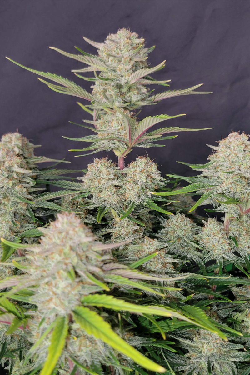 Photo of Apricot Auto