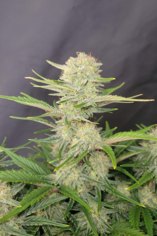 Apricot Auto