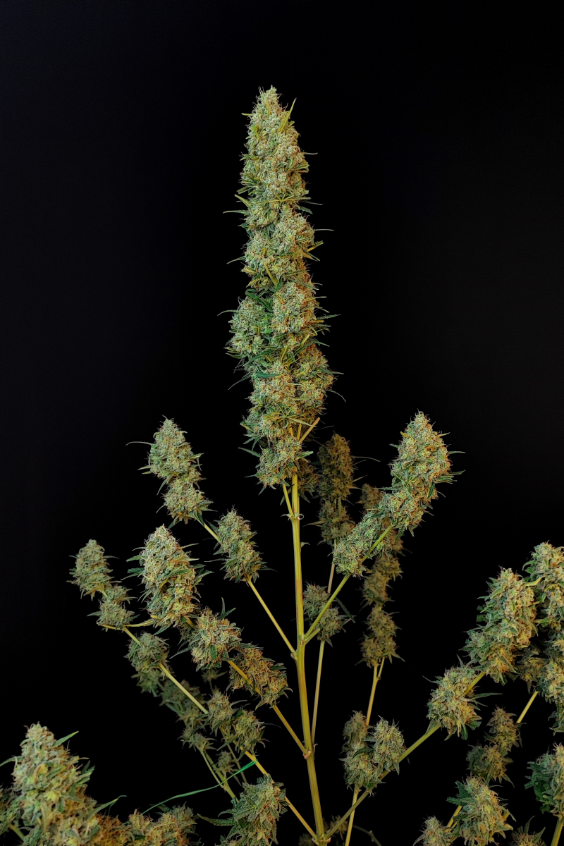 Photo of Jack Herer Auto