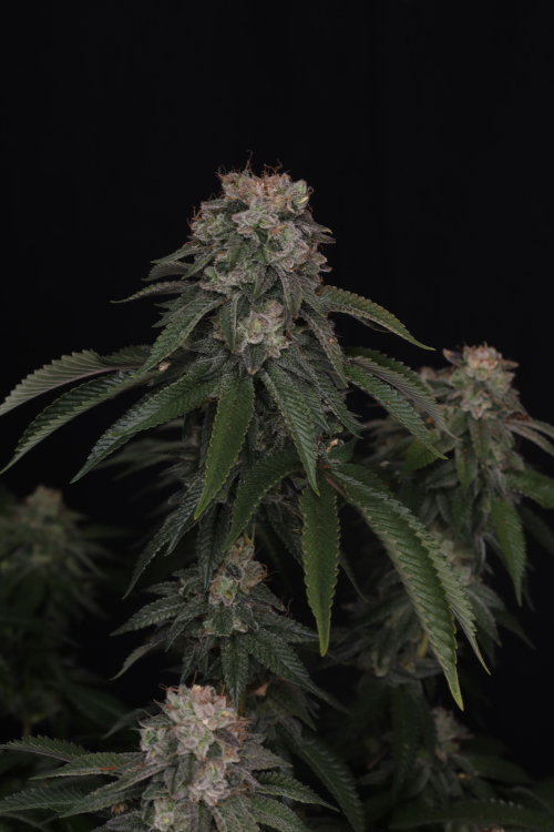 GG4