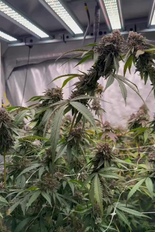 Biscotti Gelato
