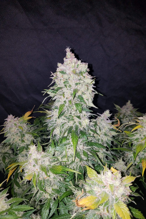 Stardawg Auto