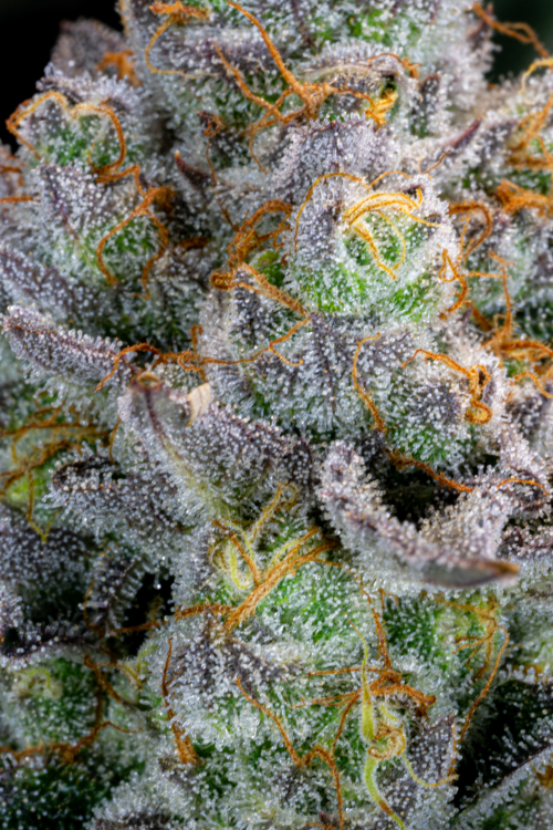Gorilla Cookies FF