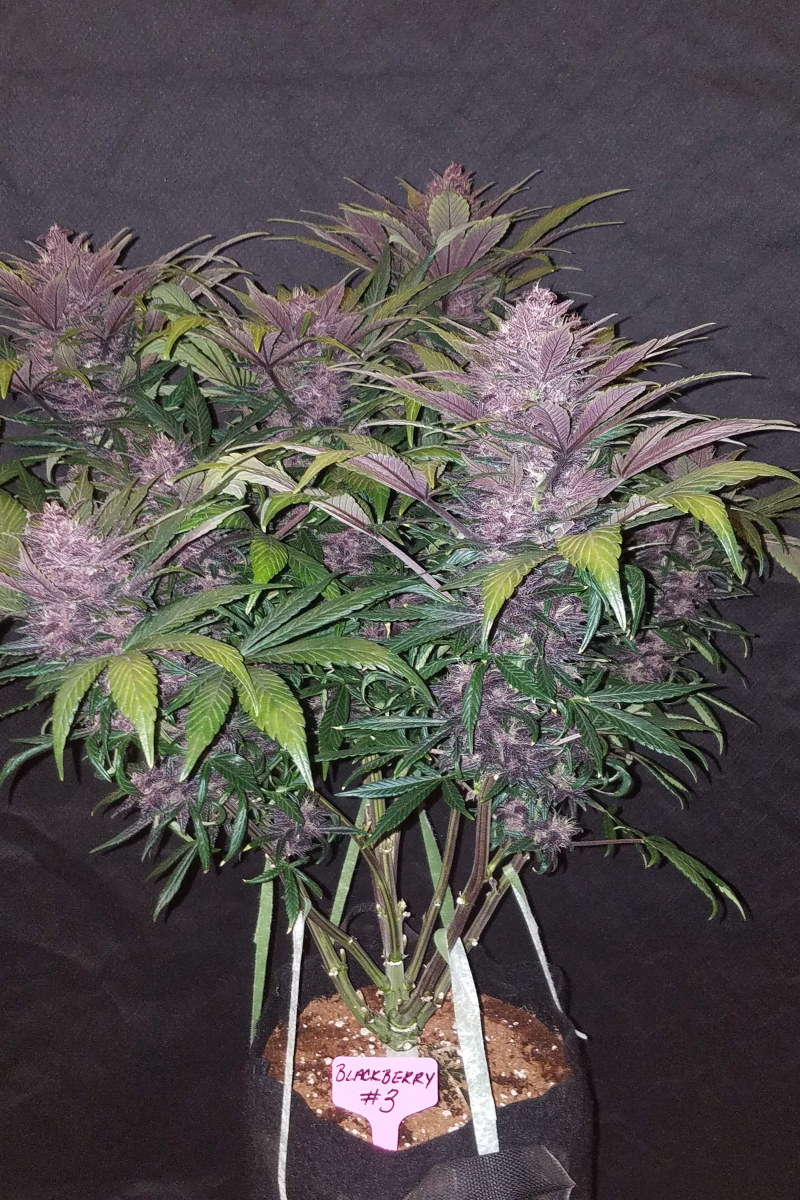 Photo of Blackberry Auto