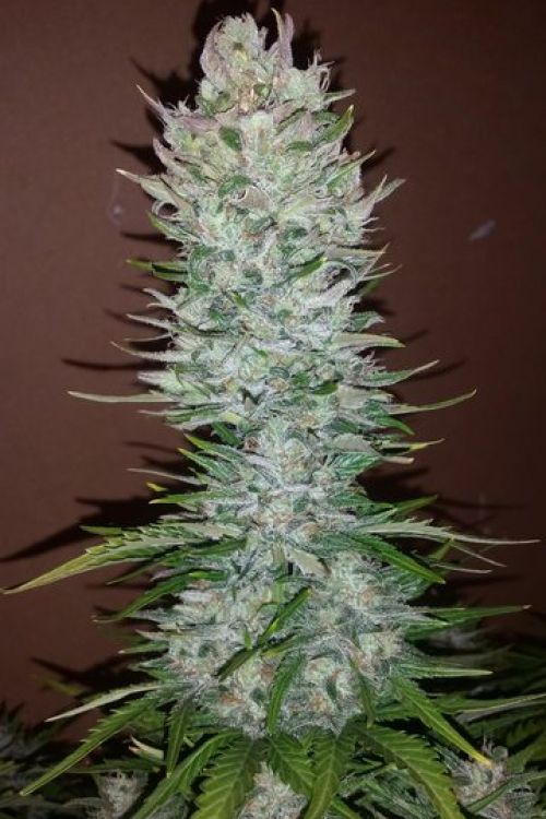 G14 Auto
