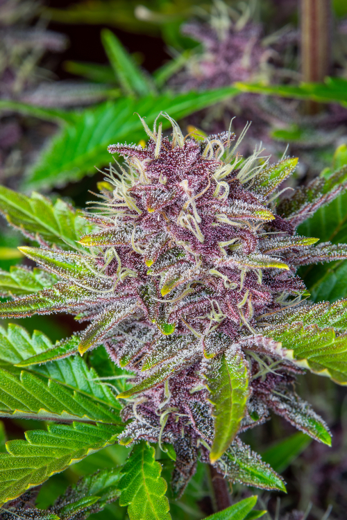 Purple Punch Auto
