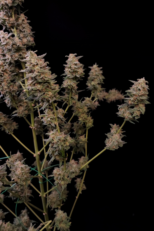 Critical Auto