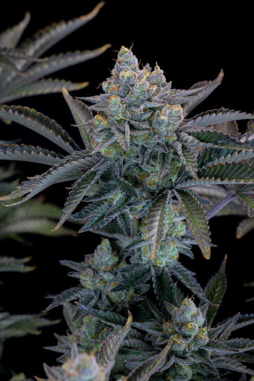 Gorilla Cookies FF