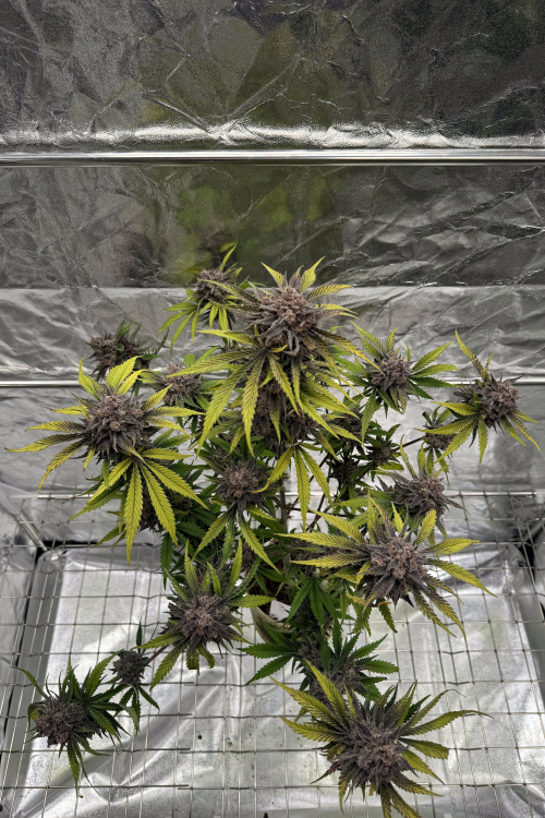 Cherry Cola Auto RF3