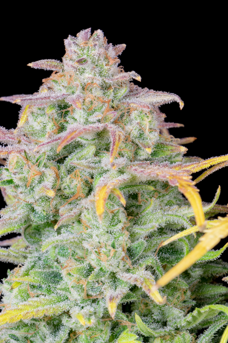 Photo of Trainwreck Auto