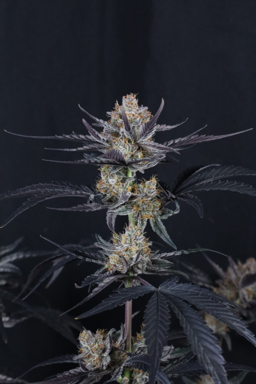 Guava Runtz Auto