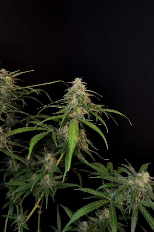 Sour Diesel Auto