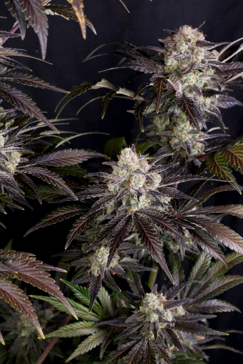 Photo of Frostbanger Auto
