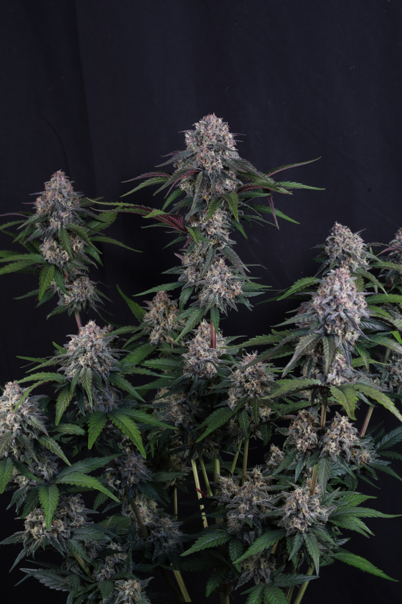 Photo of Lemon Cherry Sundae Auto