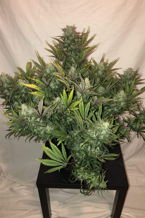 Gorilla Auto