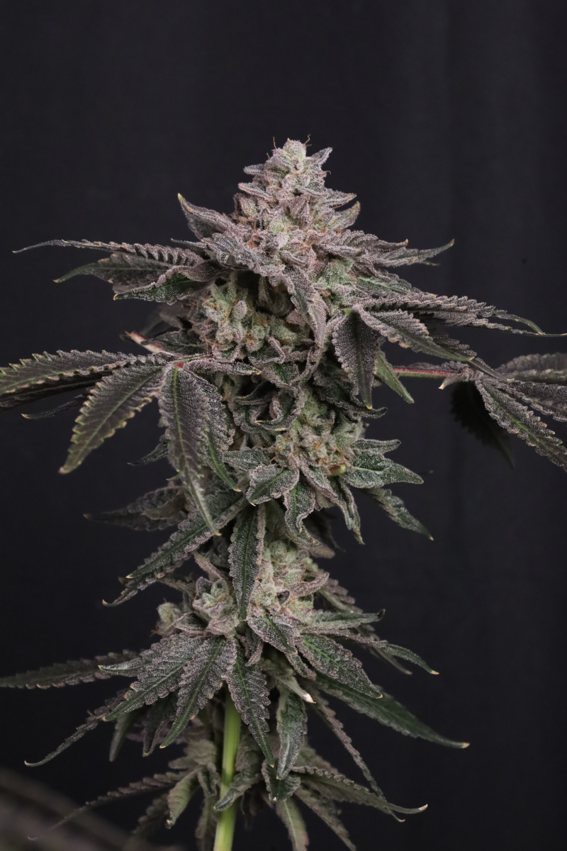 Photo of Z42