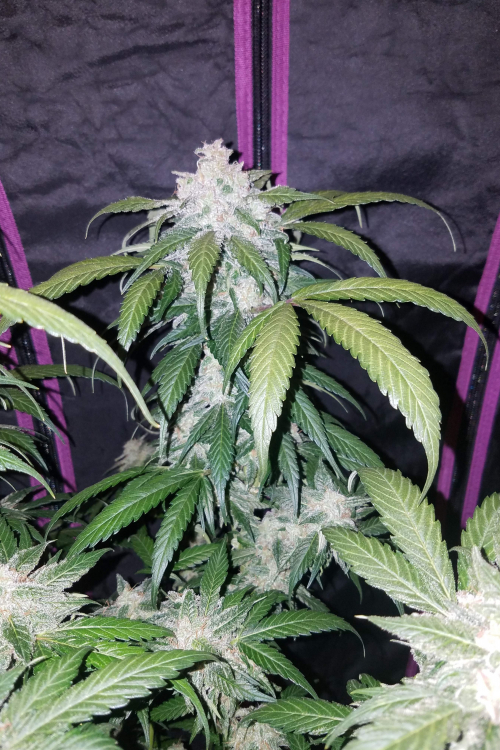 Tangie Auto