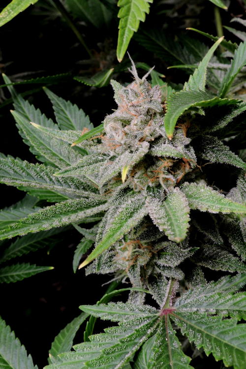 Cherry Cola Auto