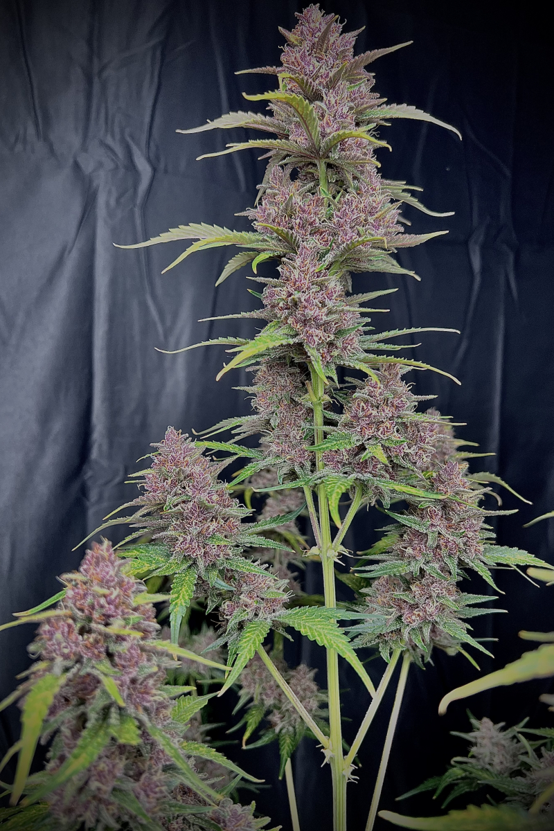 Photo of Banana Purple Punch Auto
