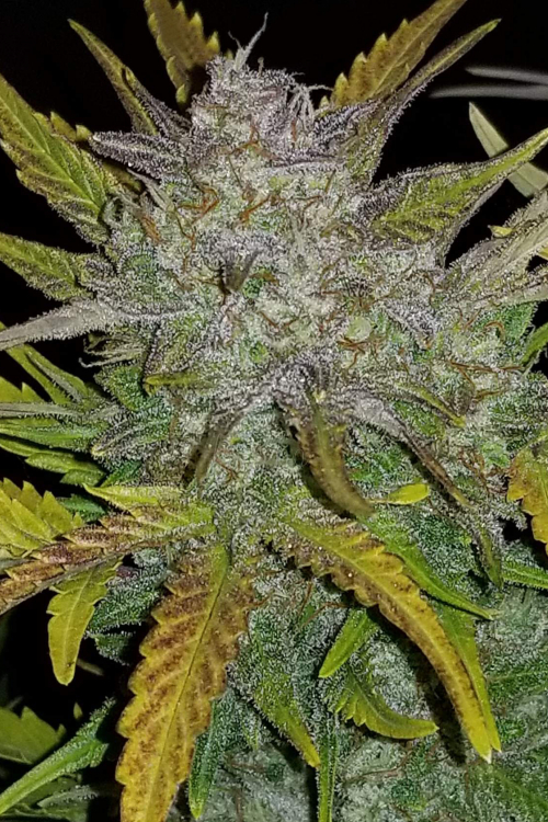 Rhino Ryder Auto
