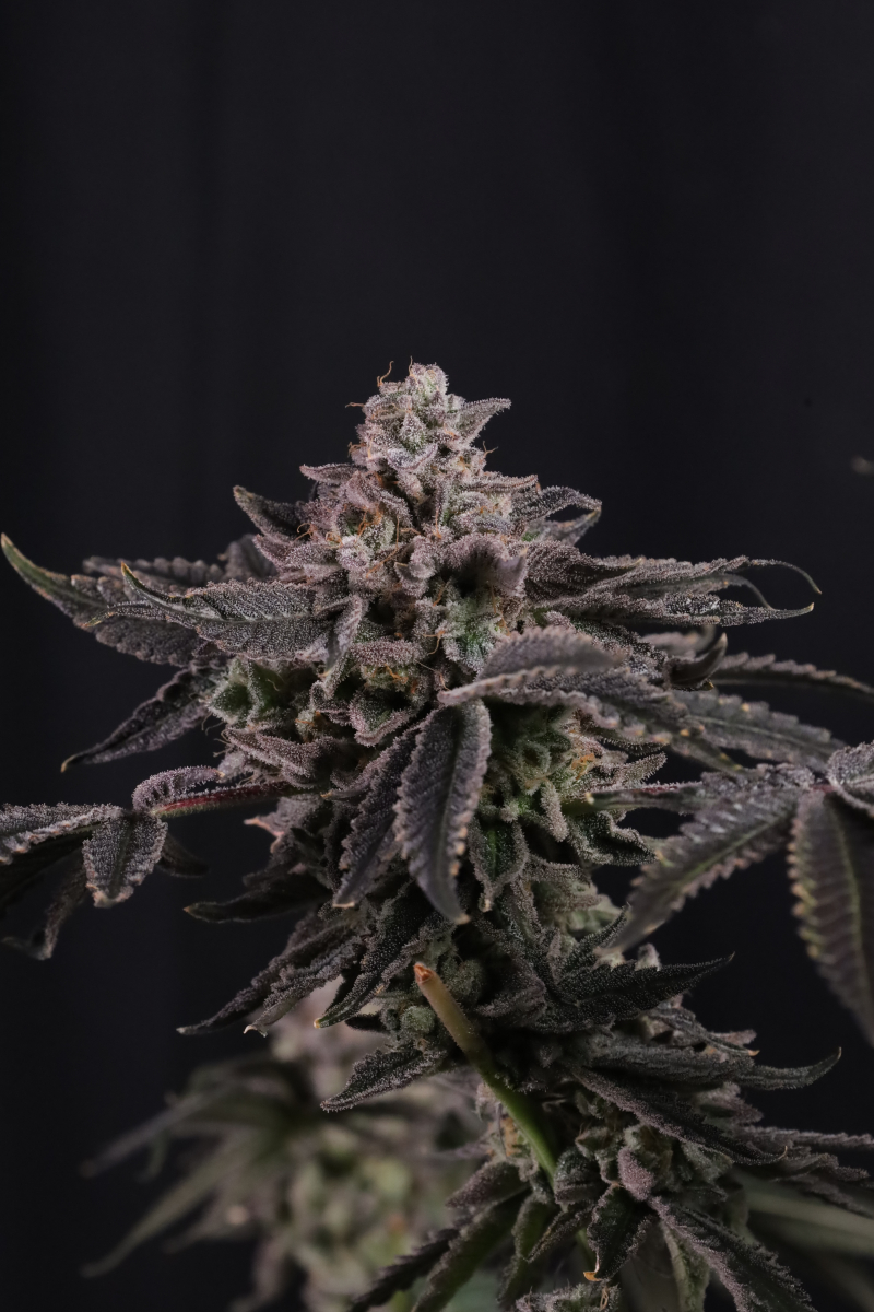Photo of Z42