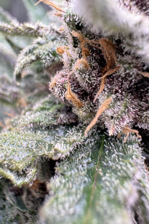 Cherry Cola Auto RF3