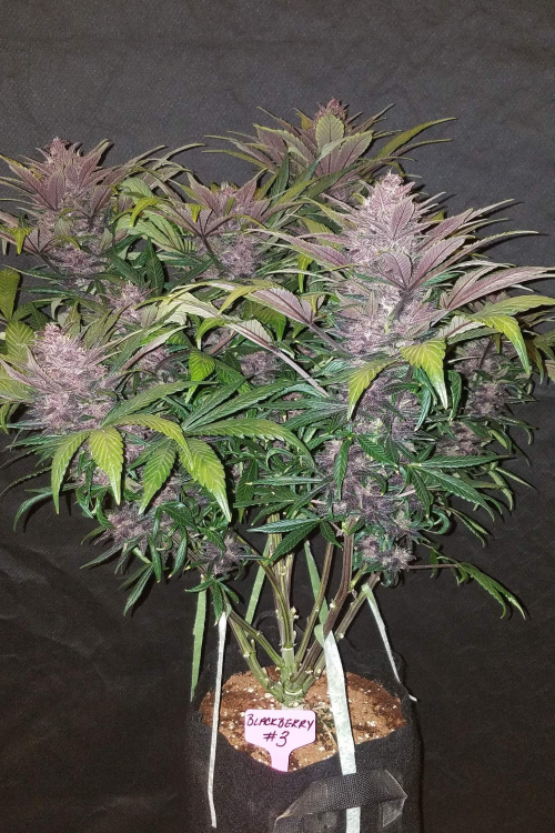 Blackberry Auto