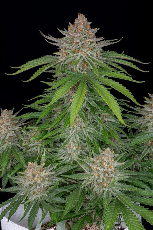 Strawberry Pie Auto