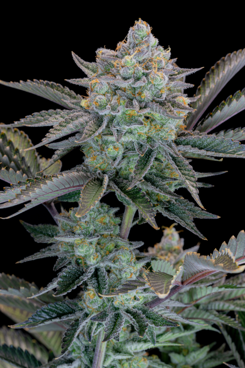 Gorilla Cookies FF