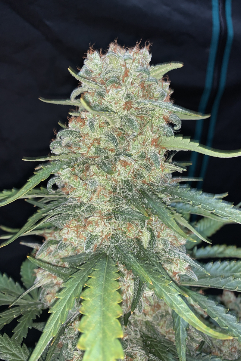 Photo of Afghan Kush Auto