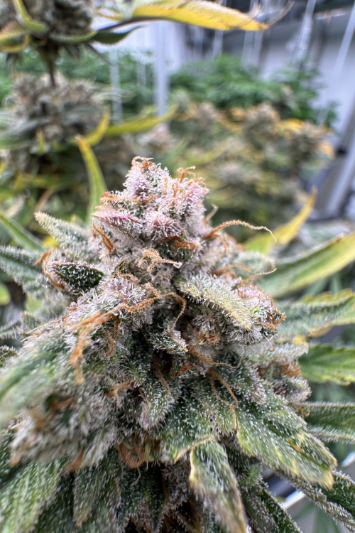 Cherry Cola Auto RF3