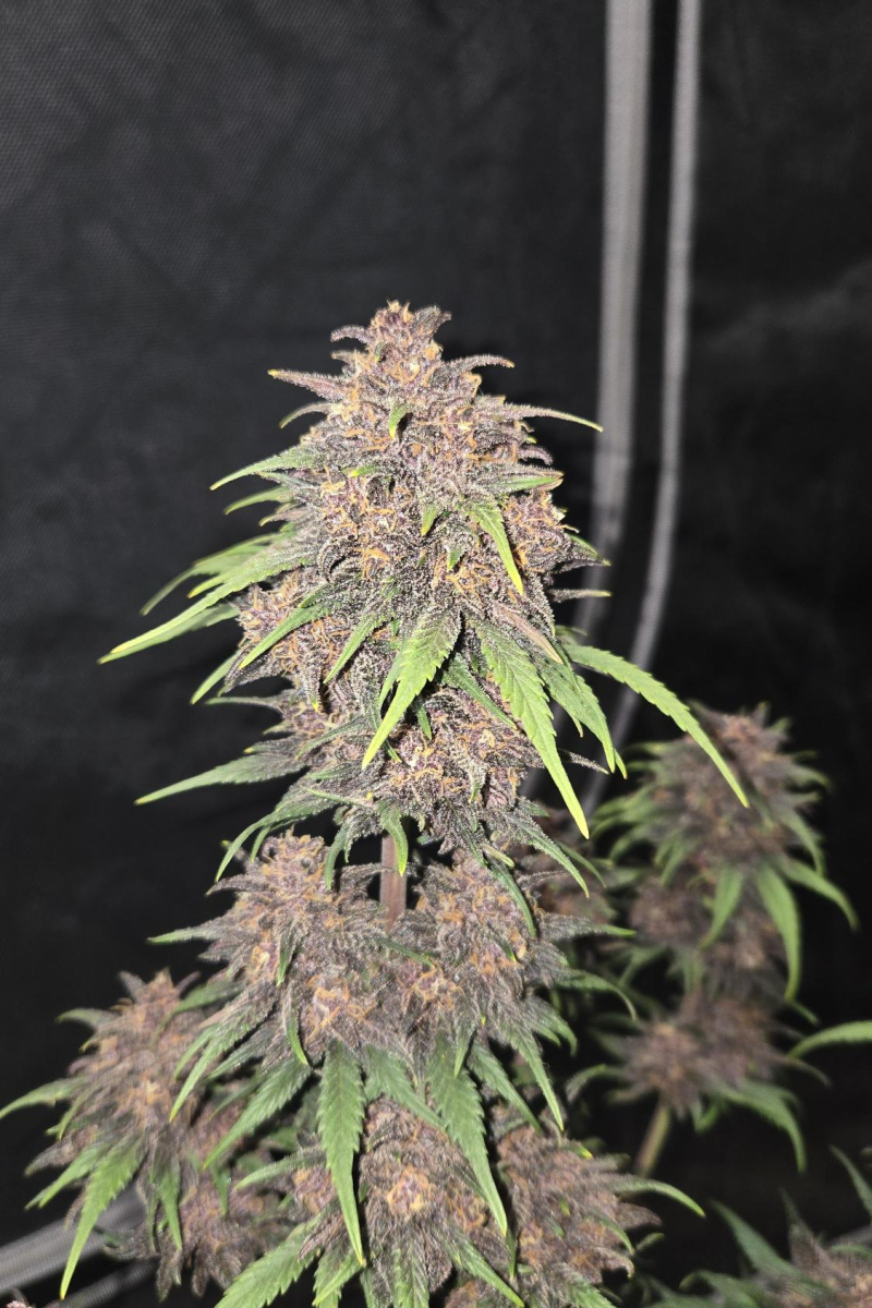 Photo of Purple Haze Auto