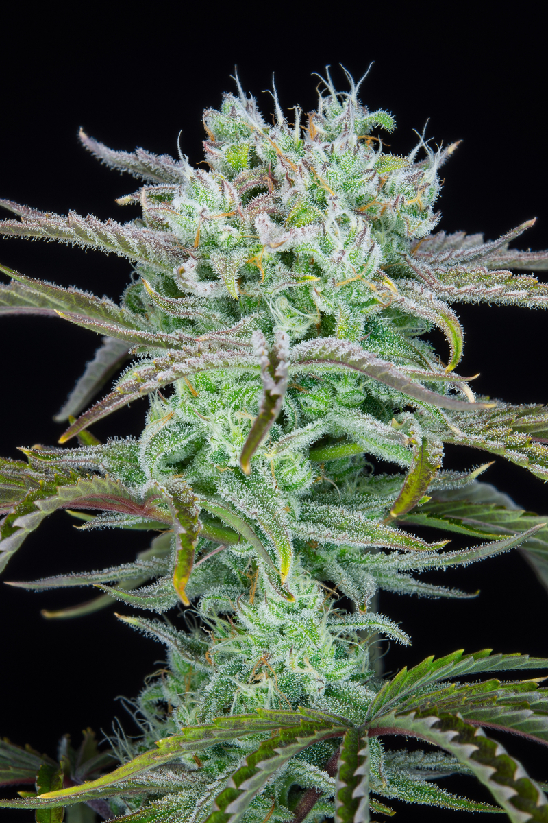 Photo of Strawberry Banana Auto