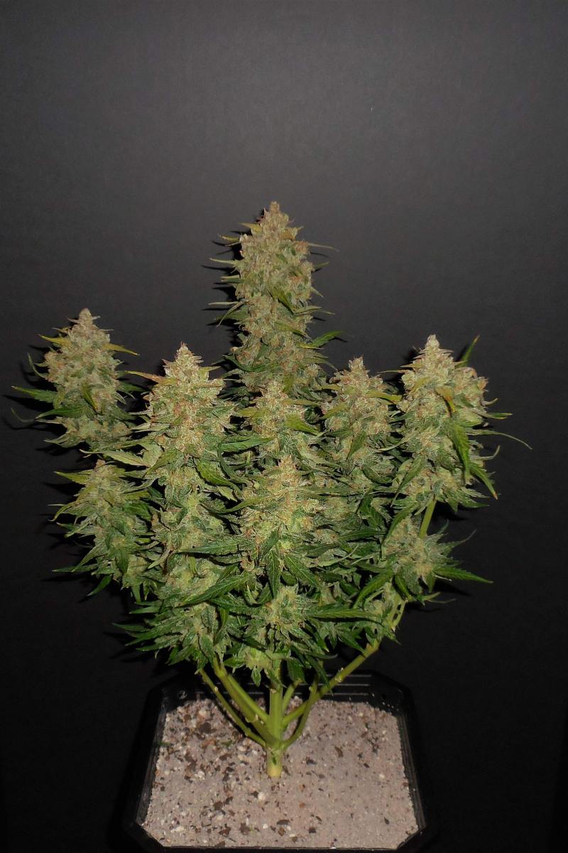 Photo of Lemon AK Auto