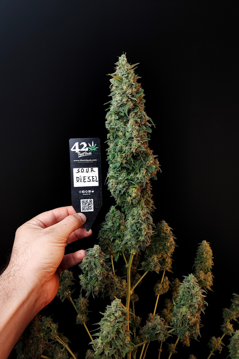 Photo of Sour Diesel Auto