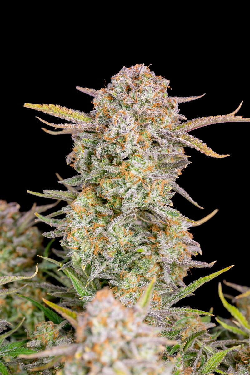 Photo of Bruce Banner Auto
