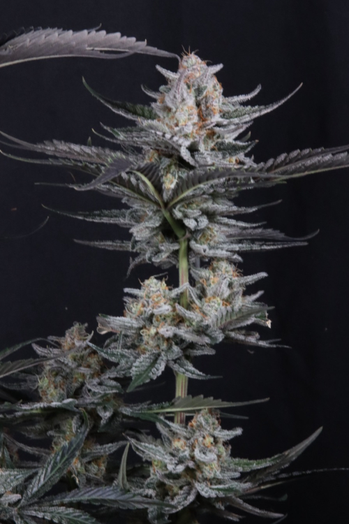 Mendo Guava Auto