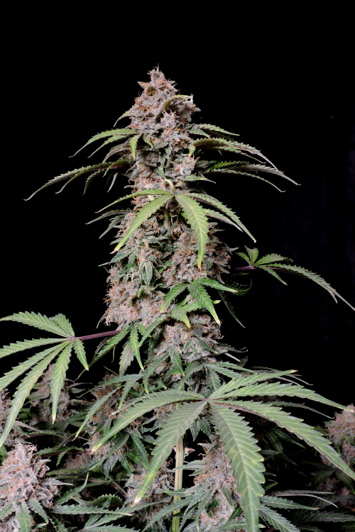 Amnesia Z Auto