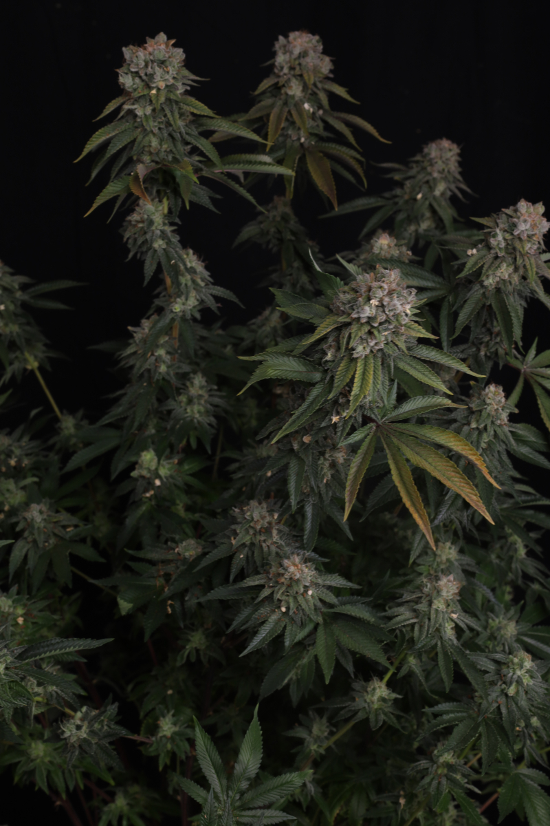 Photo of GG4