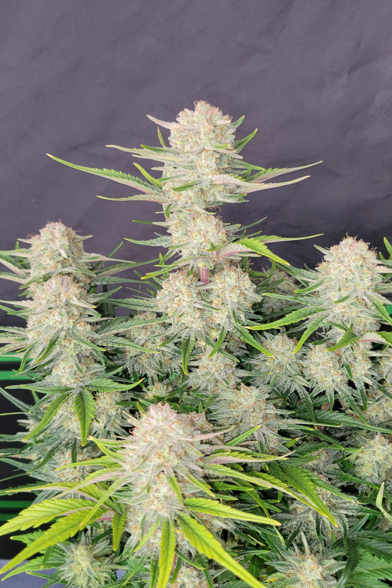 Photo of Apricot Auto
