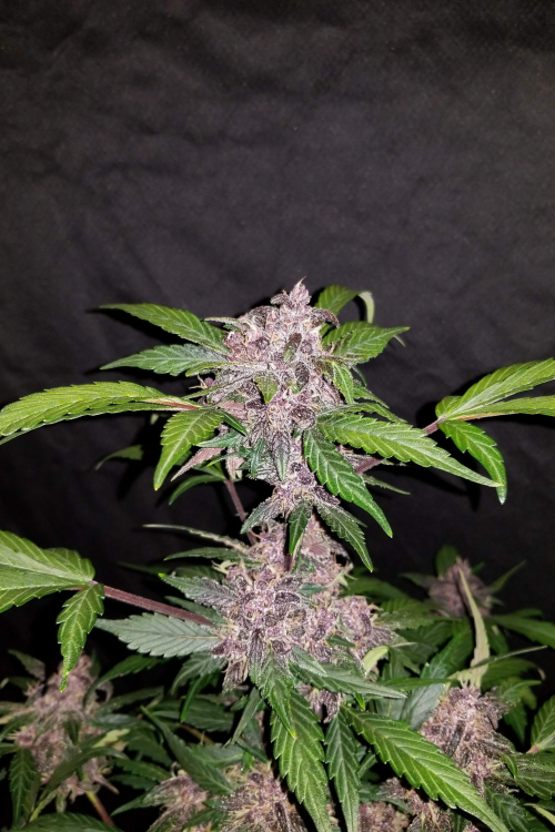 Crystal Meth Auto