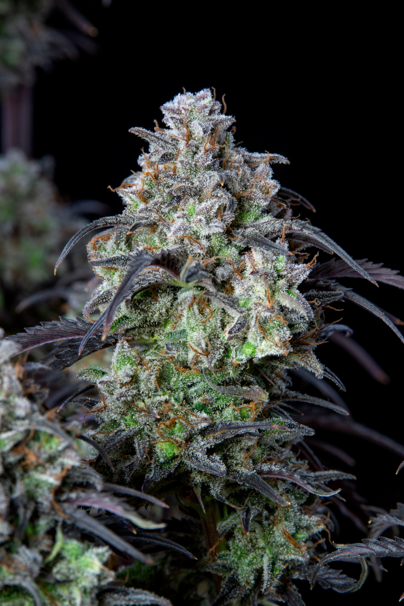 Photo of Mimosa Cake Auto