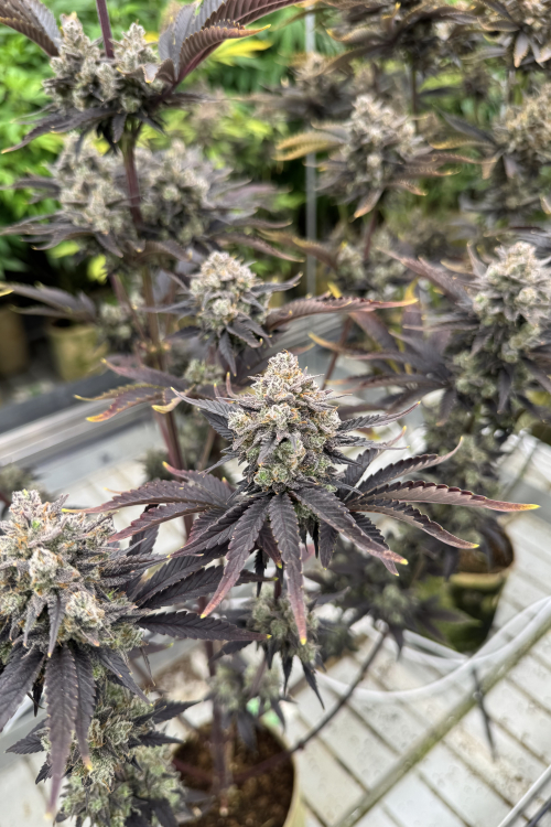 Banana Purple Punch Auto RF3